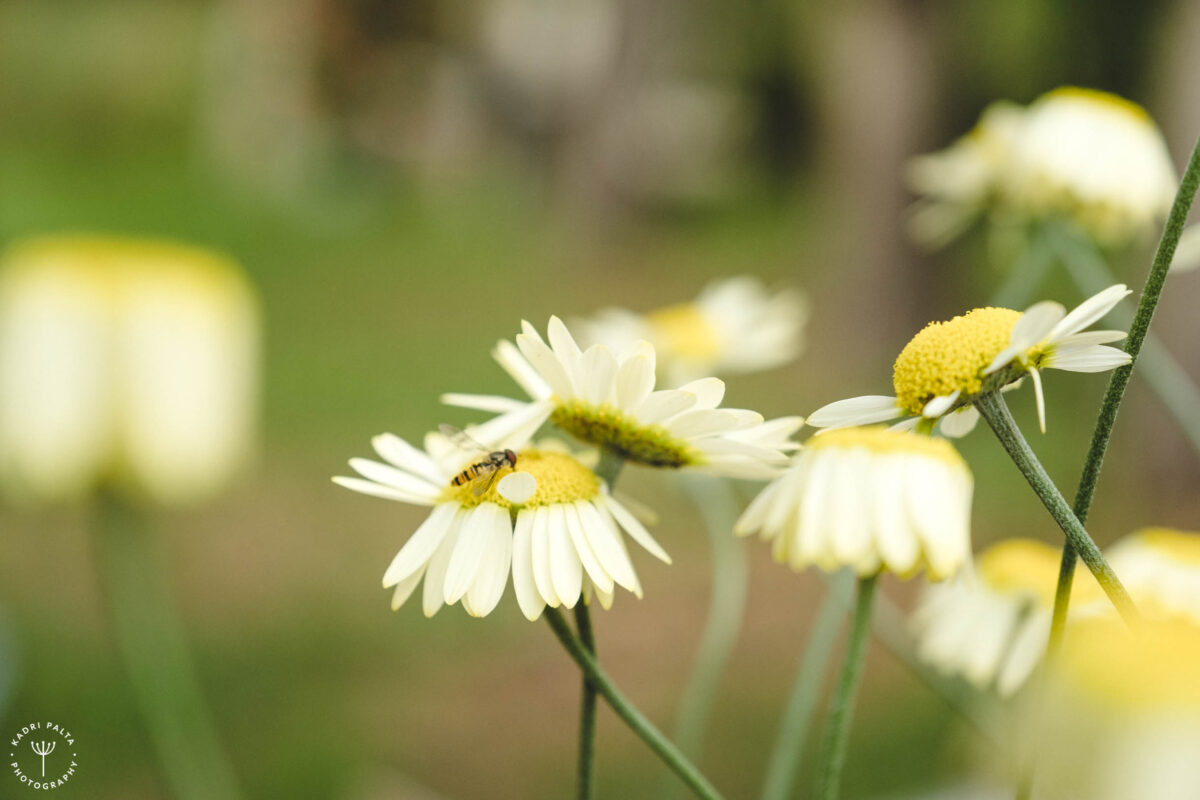 Salla-Pringi Honey