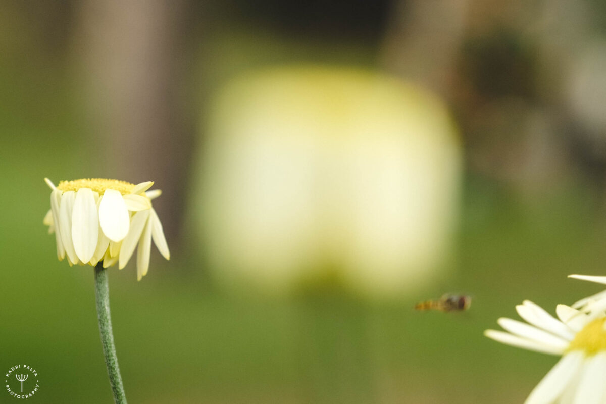 Salla-Pringi Honey