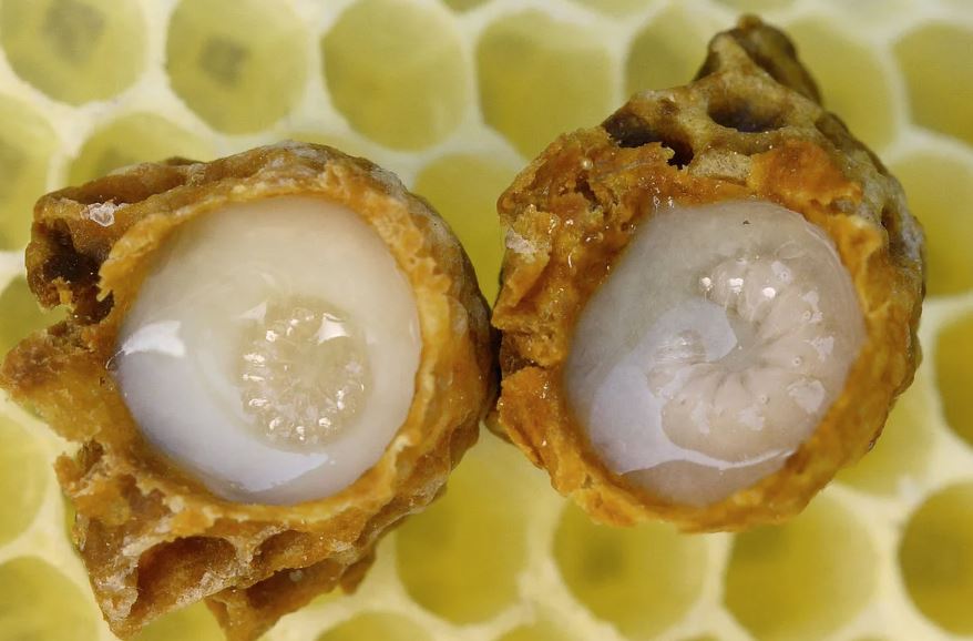 Royal Jelly